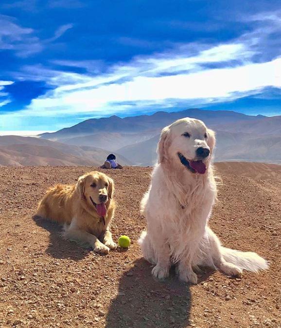  Atom and Humber are Alexis Sanchez's beloved Labradors