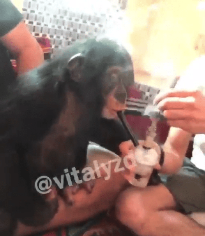  Vitaly Zdorovetskiy was slammed last year over this video which appears to show a monkey getting stoned