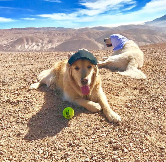  Alexis Sanchez went running with his dogs Atom and Humber in Chile