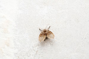  Moths are attracted to artificial light because the angle changes and confuses the flying moth