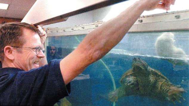  Robert Crosland feeds a rat to the snapping turtle on another occasion