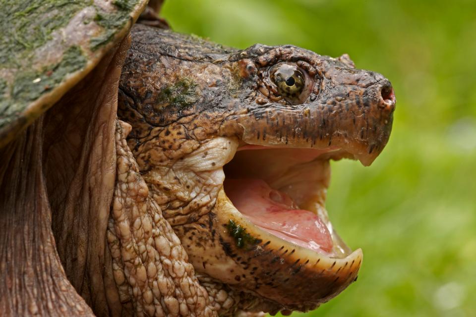  Snapping turtles have razor-sharp jaws and will eat virtually anything (file image)