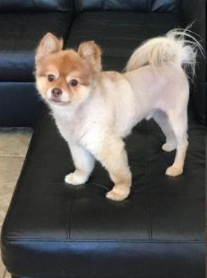  Alejandro, the eight-year-old Pomeranian, was found dead in a crate during a layover on a Delta Airlines flight