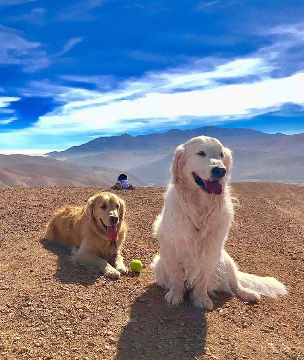  Atom and Humber will have plenty of room to run around on the huge Cheshire lawn