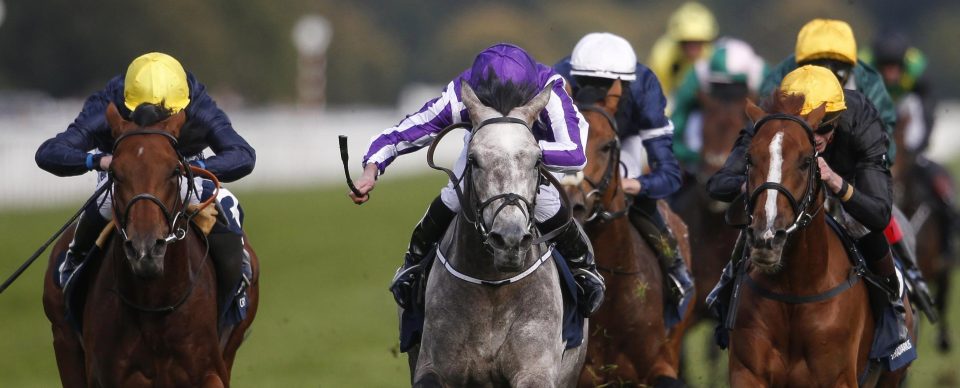  The form of Capri's (grey) win in last year's St Leger is remarkably strong