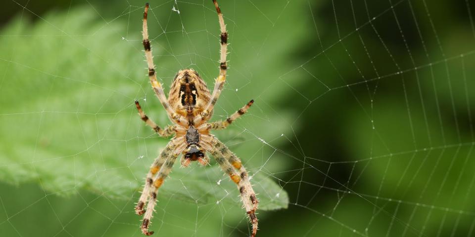  Next, the boffs plan to carry out further investigations into the physical properties of ballooning spider silk