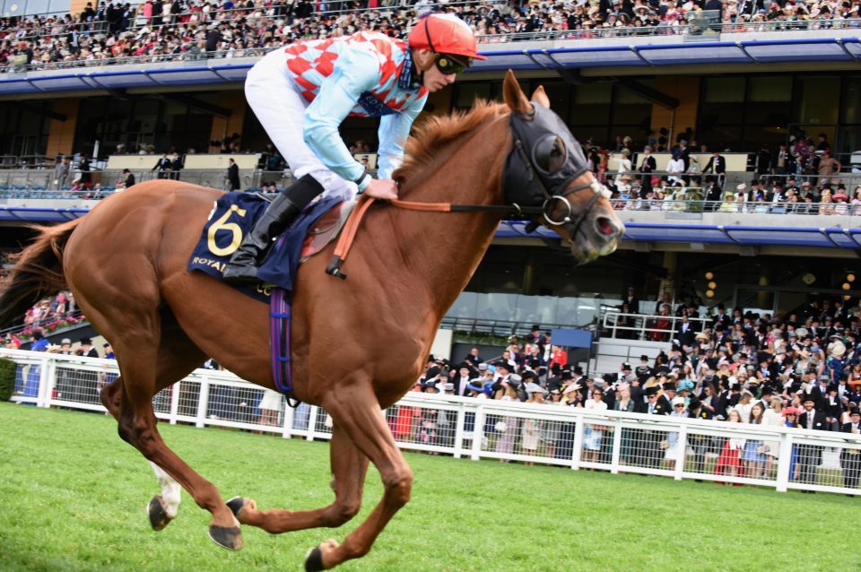  Red Verdon chased home Crystal Ocean in the Hardwicke at Royal Ascot