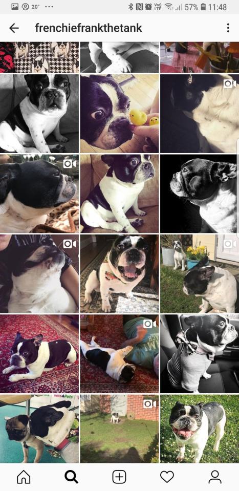  French bulldog Frank has 2,800 Instagram followers