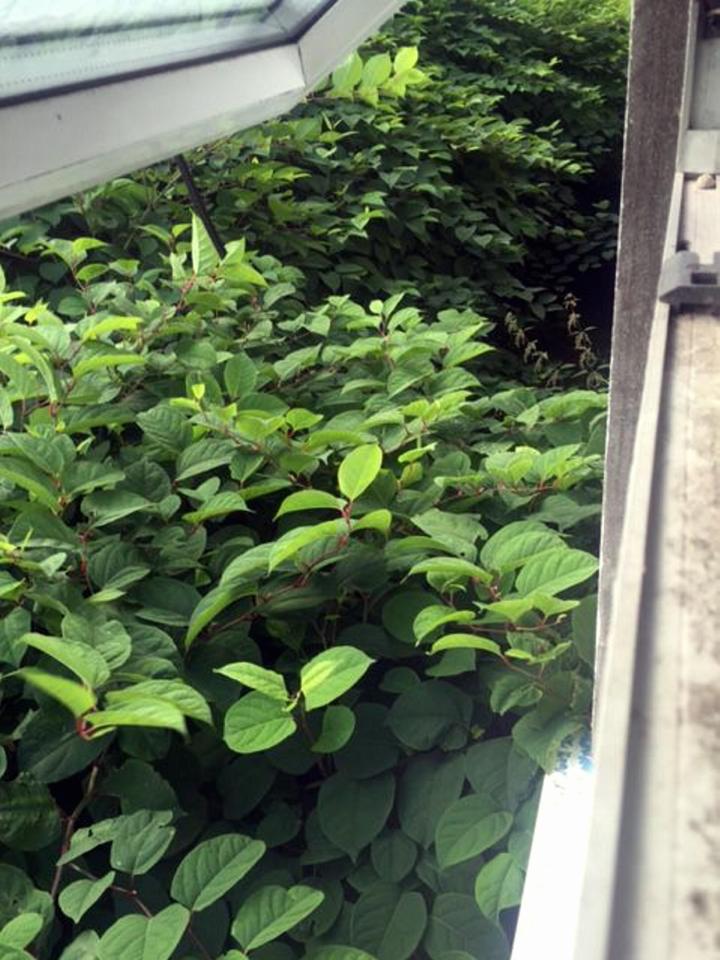  The homes in Maesteg in South Wales have been damaged by the knotweed