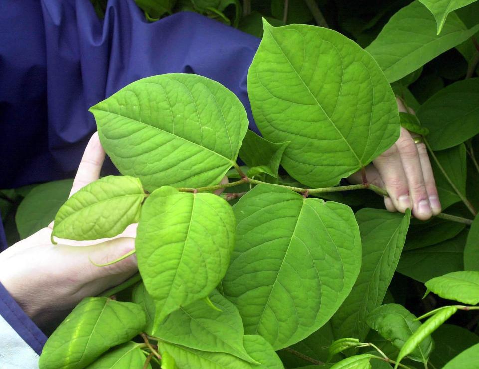  Homeowners will be able to sue if knotweed grows onto their property