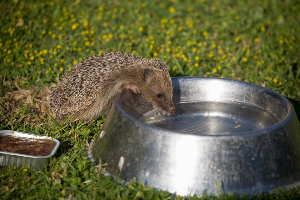 Baby hedgehogs are dying of thirst in the heatwave