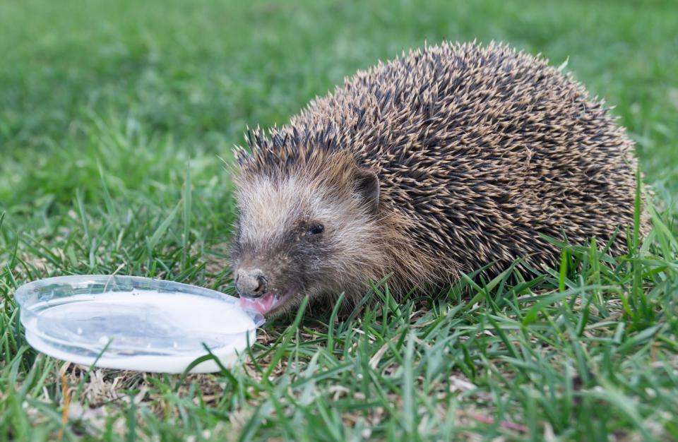  Gardeners should leave out saucers of water for the animals to drink