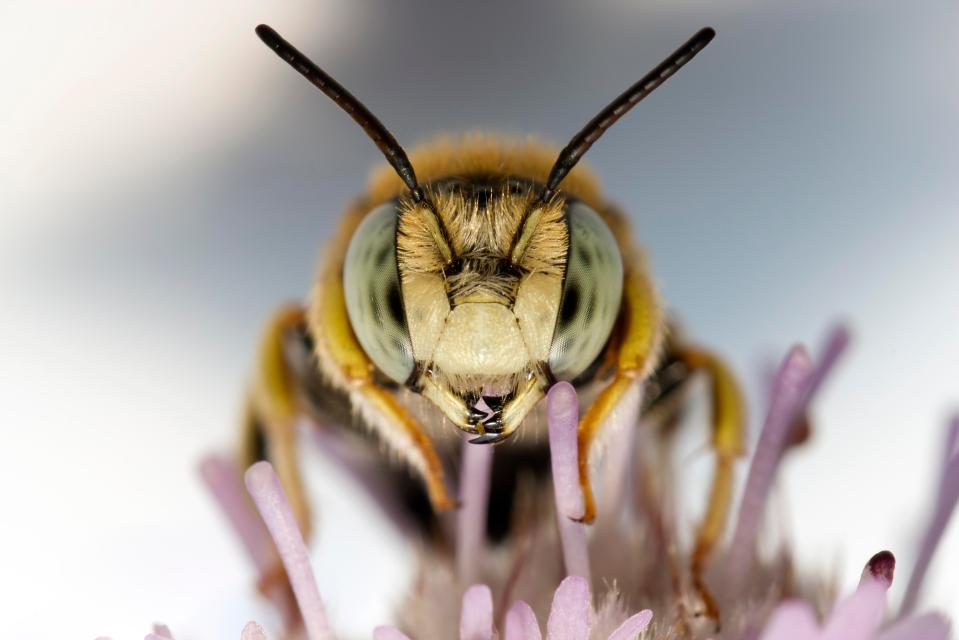  This is the one thing you should never do if you get stung by a honey bee - even if it's tempting