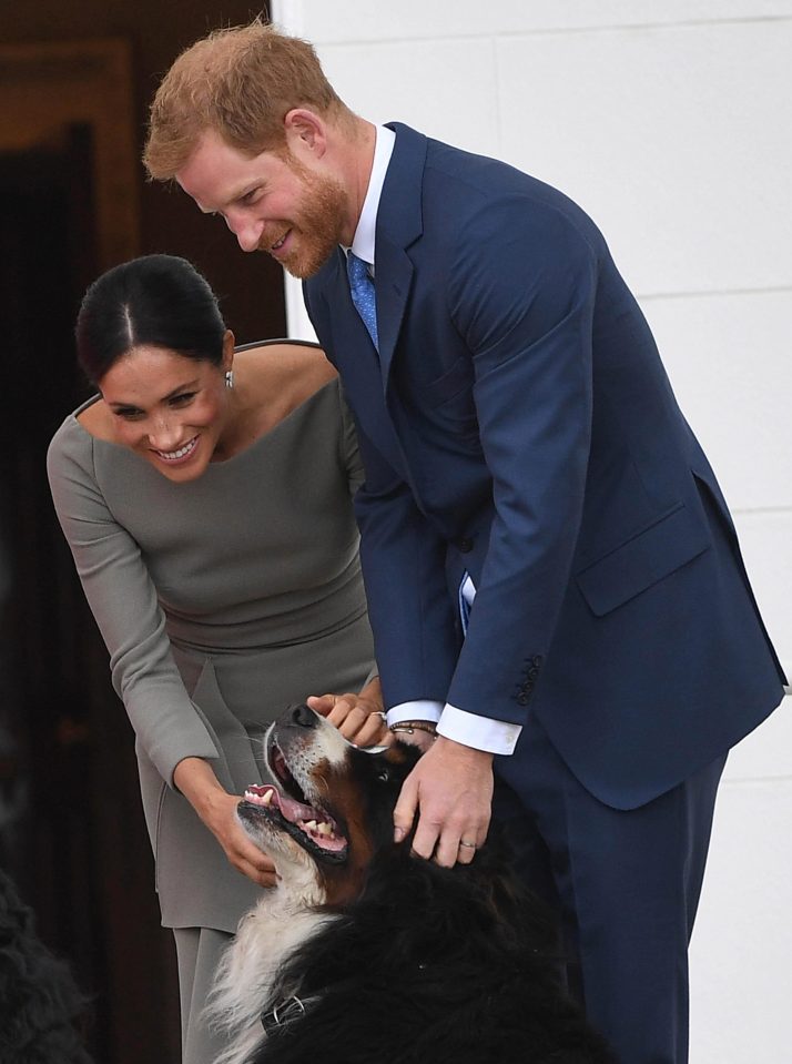  Meghan and Prince Harry cuddle with the Bernese Mountain Dogs