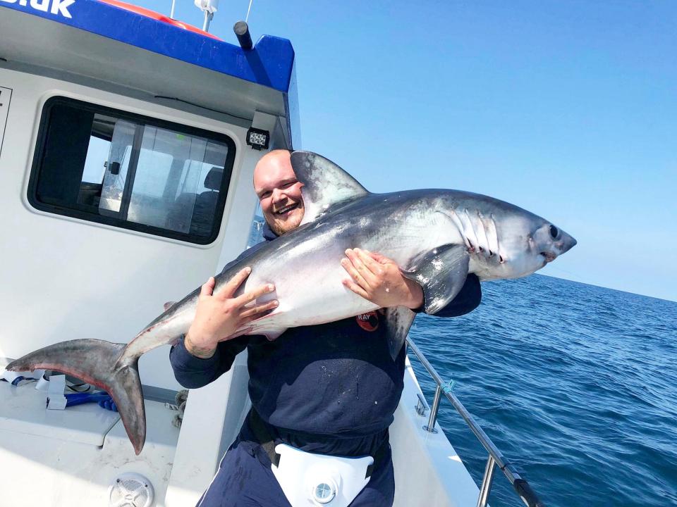  A Porbeagle looks heavy to hold