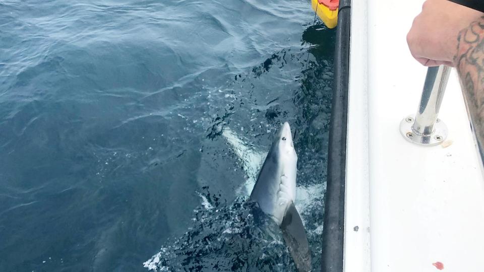  The group poured buckets of water on the sharks before setting them free back in the waters after a couple of minutes