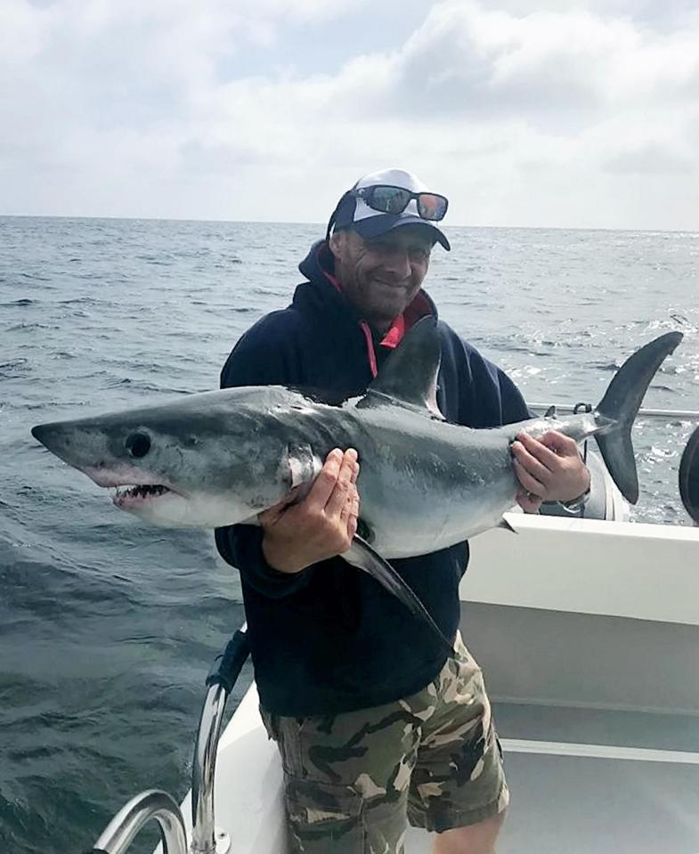  A Porbeagle, one of the most common species of shark to be found in UK waters