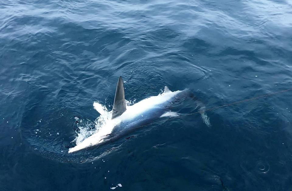  40 different species of shark are known to be living in British coastal waters