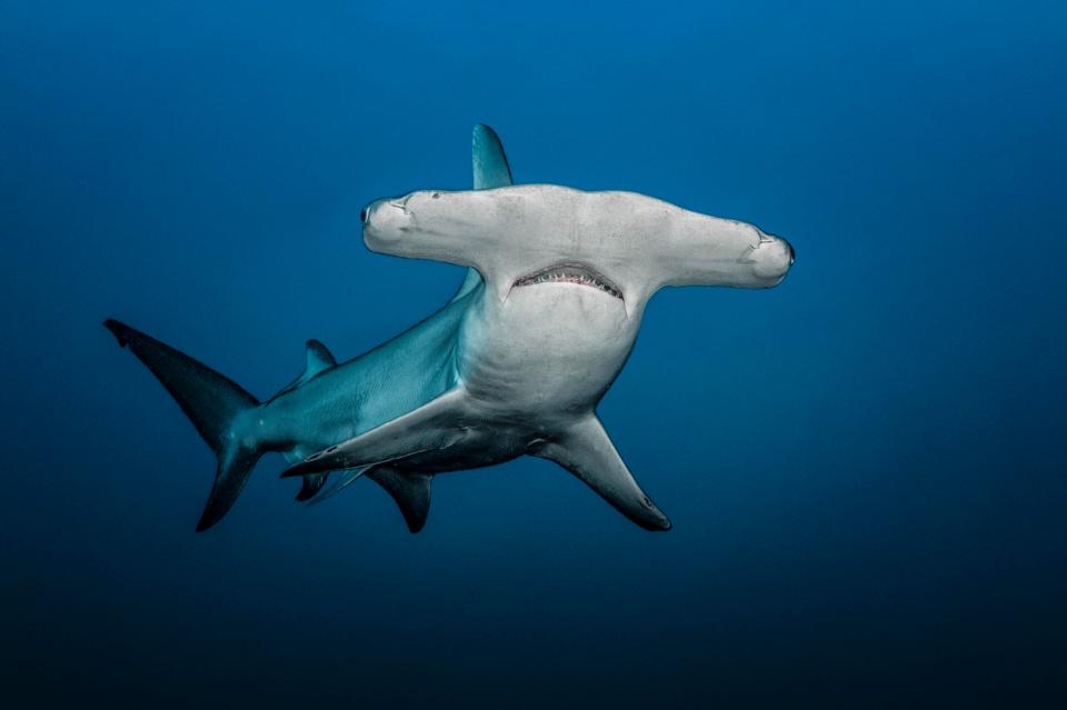  The Great Hammerhead, can grow to 20ft-long and weight around 1,000lbs