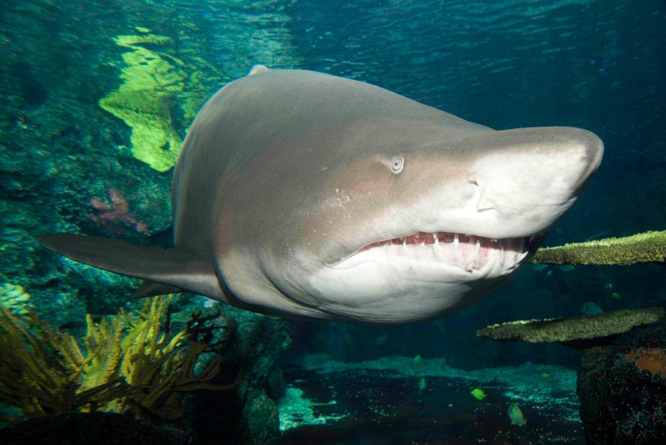  The Sand Tiger shark is a cousin of the Great White