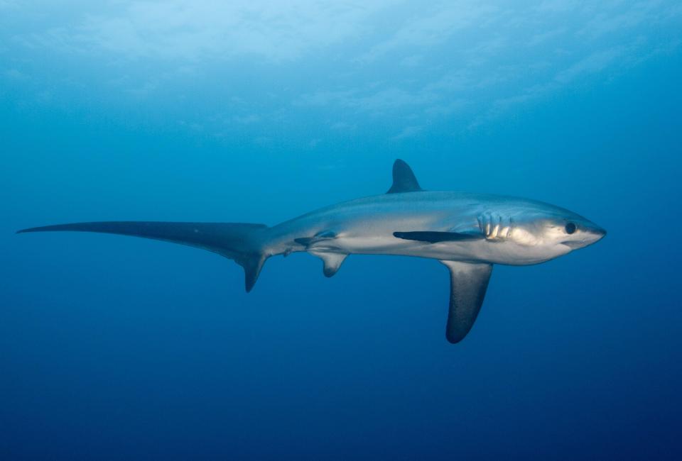  The Bigeye Thresher has a giant 'whip' for a tail, which is uses to stun prey