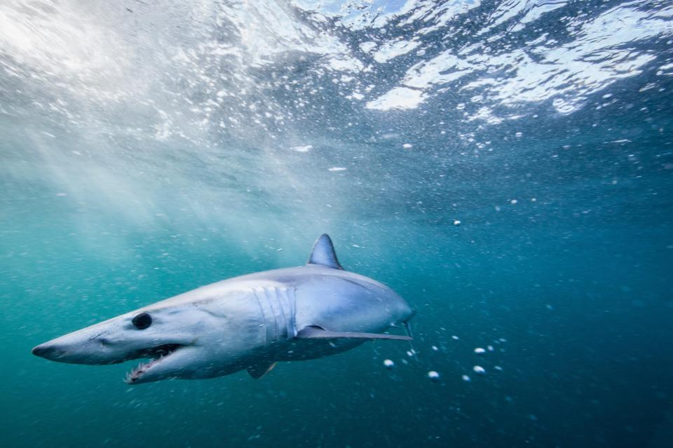  Longfin Makos can grow up to 13ft long