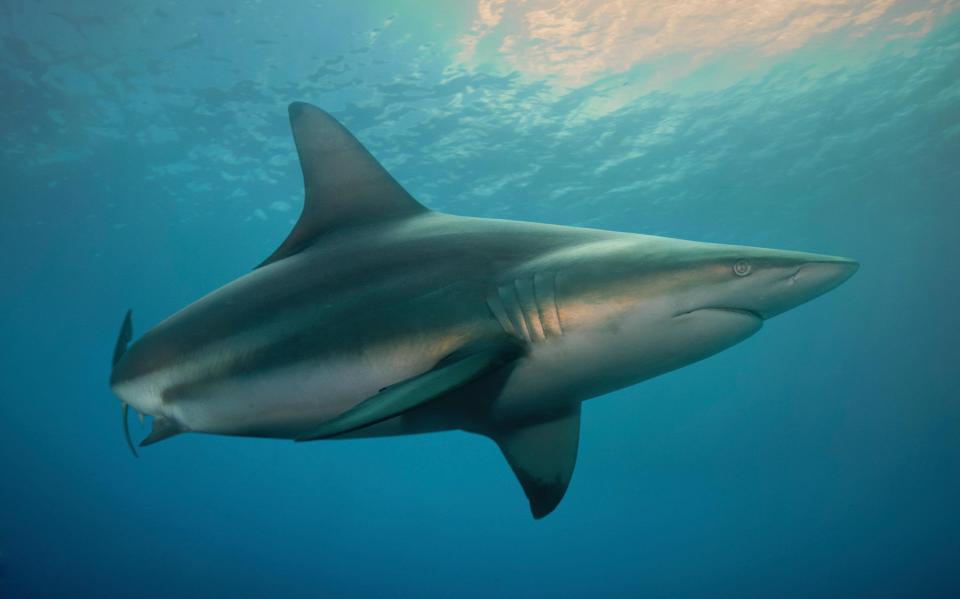  The Copper shark is known for attacking humans, mostly in the New Zealand area