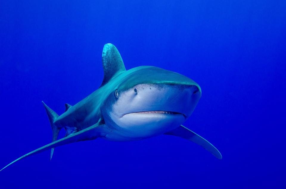  Oceanic Whitetip shark normally live in northern Spain and the Indian and Pacific Oceans