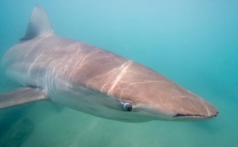  The Dusky shark can grow to 14ft