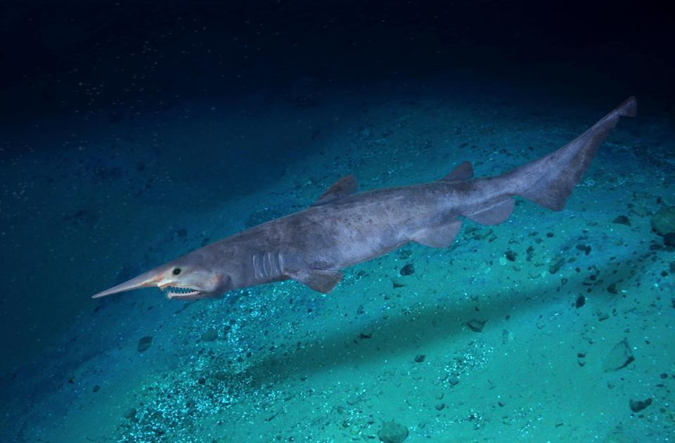  The Goblin shark has a giant elongated snout