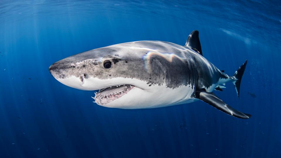  Great Whites are usually found in the Med, Atlantic, Pacific and Indian Oceans