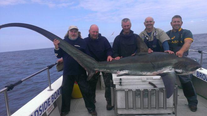 George Simmonds, pictured with pals, reeled in a 300lb thresher shark off the coast of PembrokeshireThe 51-year-old spent two hours hauling in a monster 300lb thresher shark off the coast of Dale, Pembrokeshire.