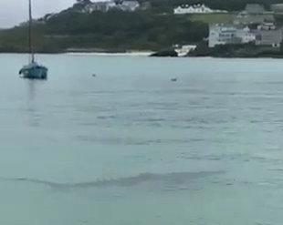 The blue shark was spotted near to the harbour in St Ives