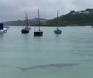 Swimmers were ordered to stay out of the water after a massive shark lurked just inches from a harbour in Cornwall