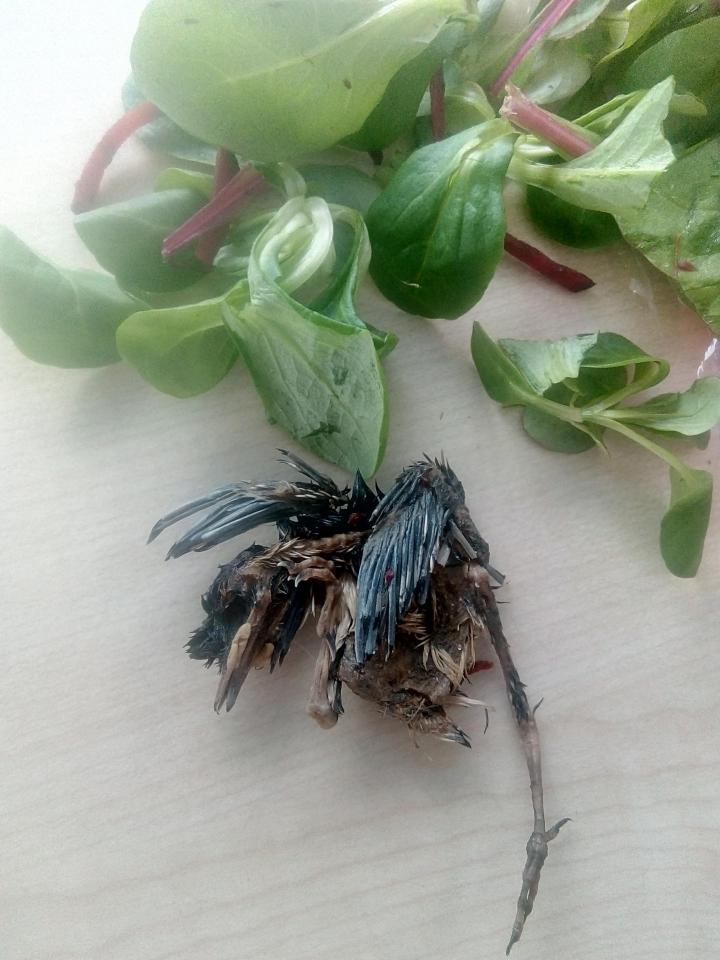  Steven Bell found a rotting carcas of a baby crow in an Aldi salad