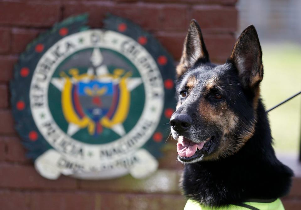 A drug gang has ordered a hit on police dog Sombra after she sniffed out tons of their cocaine