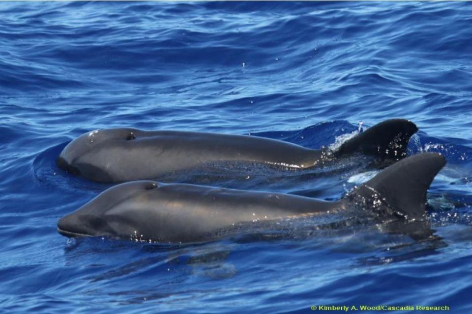  The hybrid wolphin was spotted swimming (in the foreground) next to a melon-headed whale (background) near Hawaii