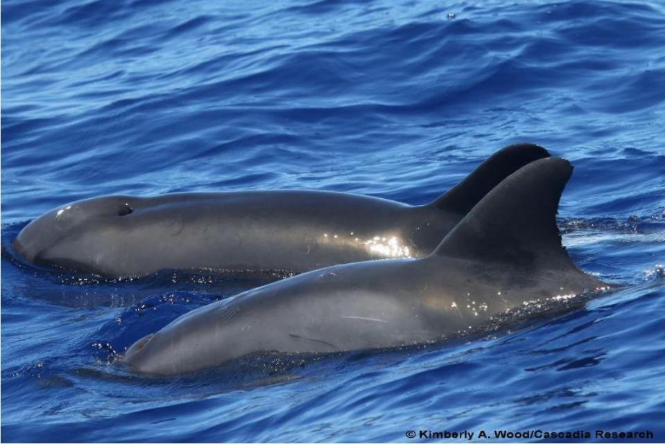  The wolphin (foreground) has its father's fins, but the body and nose of its mother