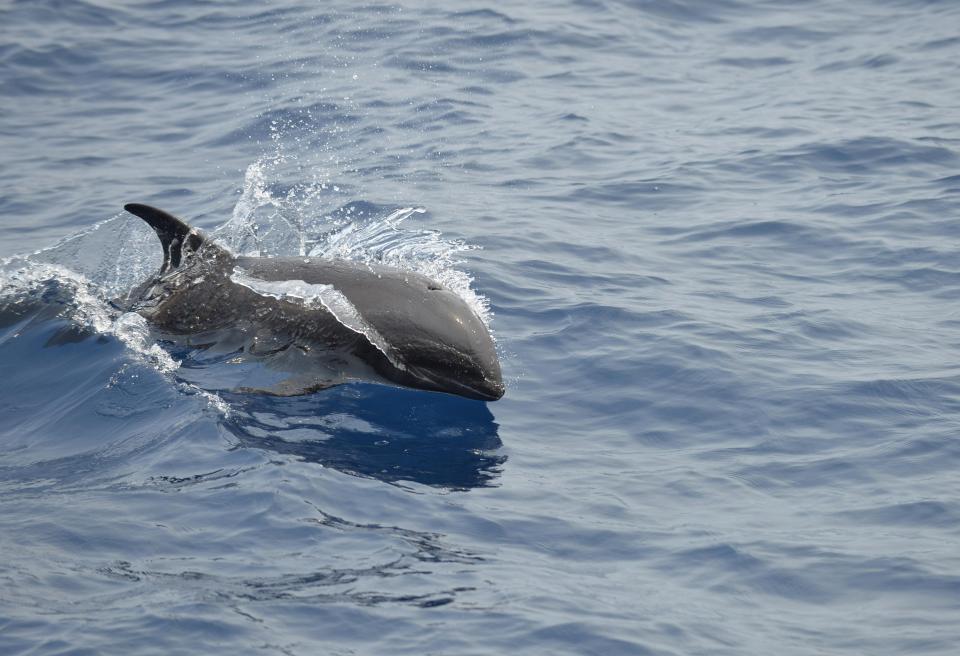  The wolphin also shares the same curved head and body shape as its mother, a melon-headed whale, pictured here