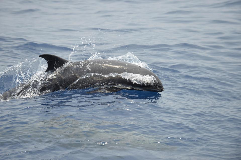  The fins of a melon-headed whale appear to curve more sharply than a rough-toothed dolphin