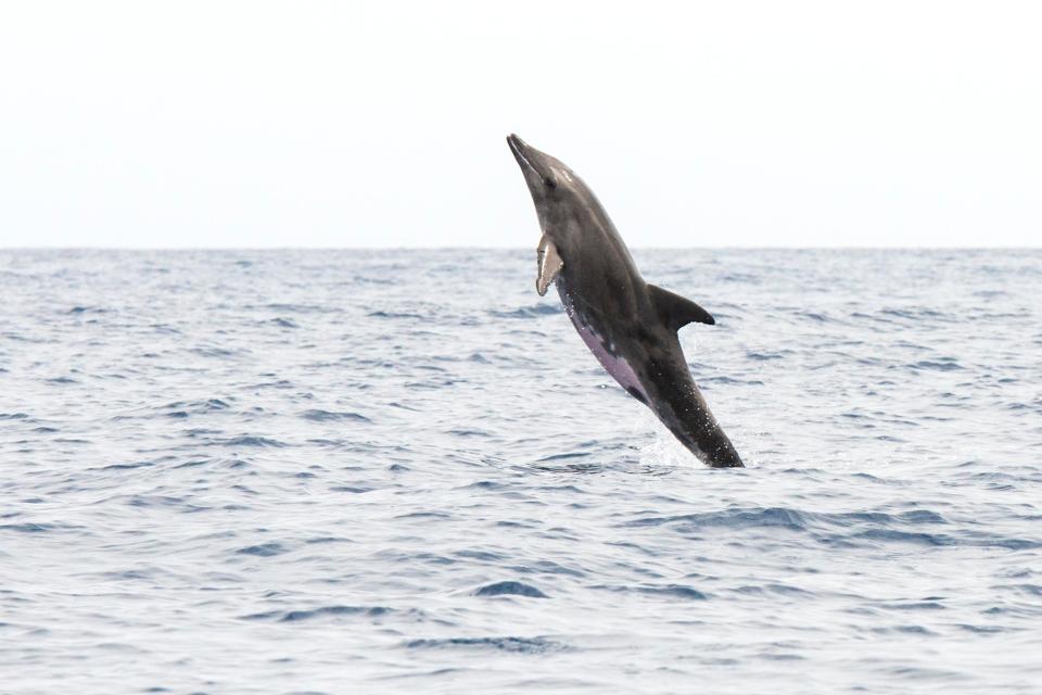  The wolphin has the same type of fins as a rough-toothed dolphin, pictured here