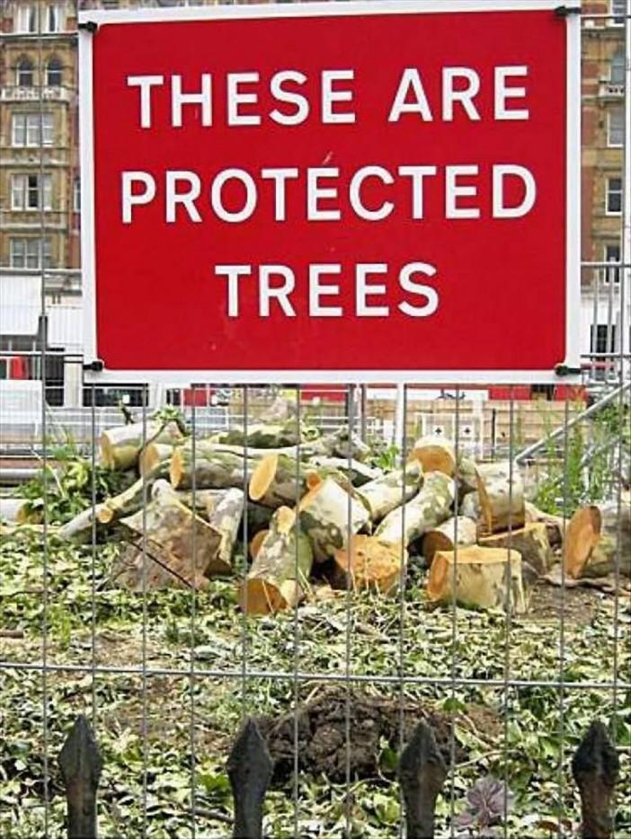 These trees certainly weren’t protected