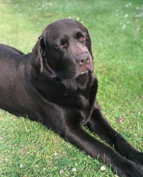  Lisa Armstrong shared a snap of Hurley looking particularly adorable