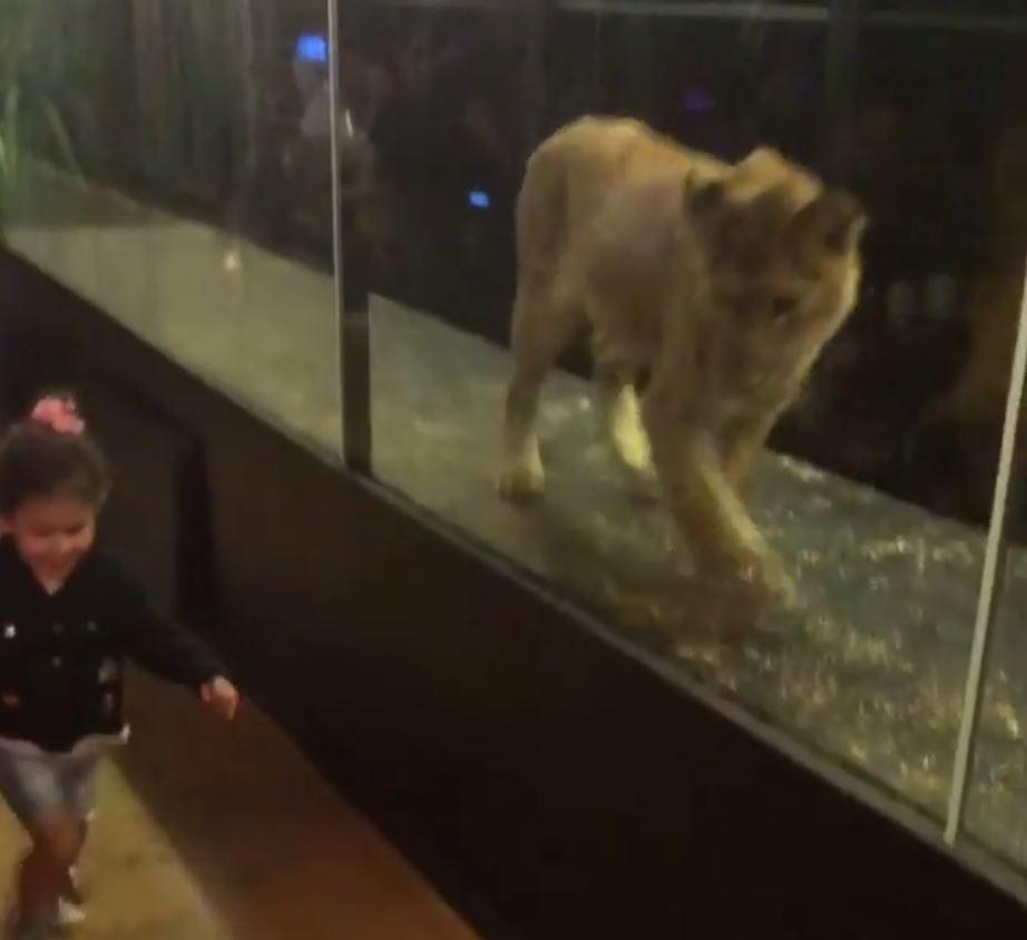  The trapped lion runs alongside a giggling child whose parents have taken her to the restaurant