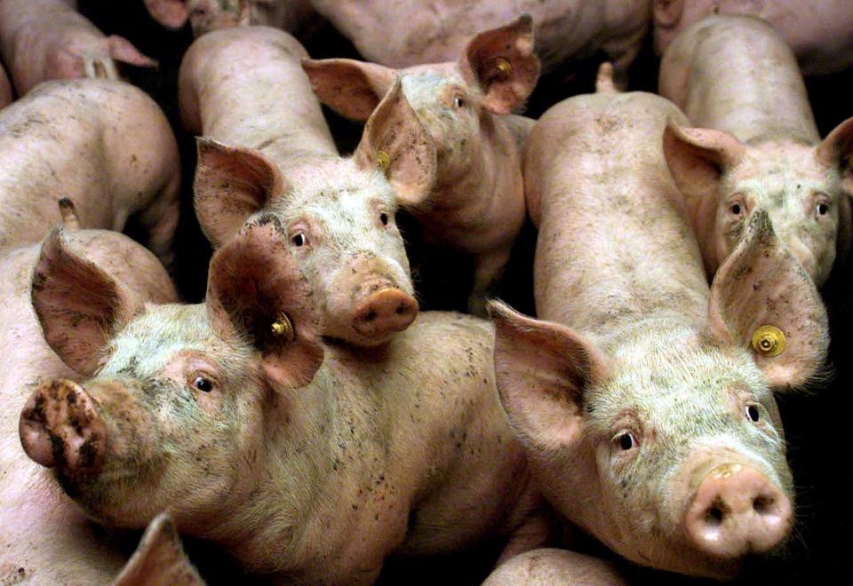  The second largest pig farm in Romania has been struck by swine fever, it emerged today