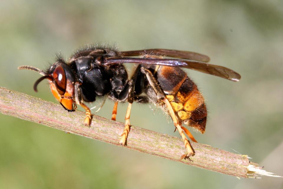  Wasps can sting humans multiple times