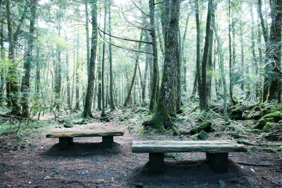  Aokigahara, a forest in Japan, is just one of the locations explored in Dark Tourism and has become an unlikely tourist destination as well as a suicide hotspot