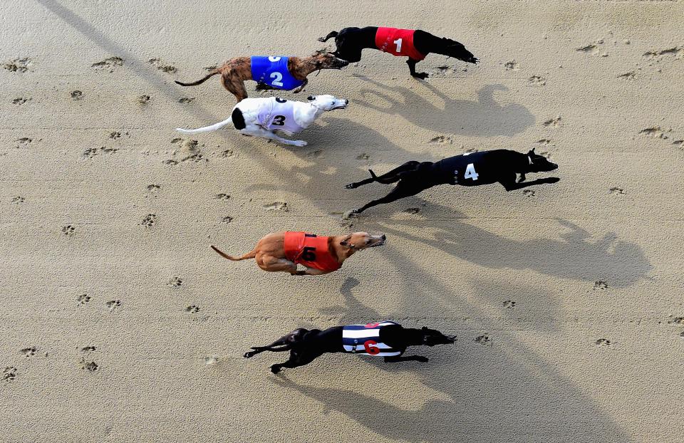  Greyhound trainers are already jumping ship from the track