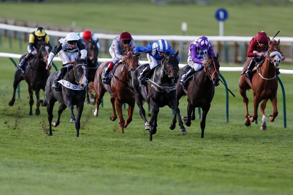  Elarqam is dropped back to a mile after coming third at York