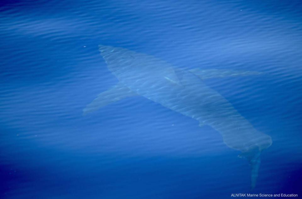  The terrifying moment a Great White shark was spotted stalking a boat off the southern coast of Majorca